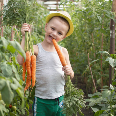 Funny Little Boy With Carrots In The Home Garden. The Kid Is Engaged In Gardening And Harvesting. Children's Vegetarianism. The Child Eats Fresh Carrots And Has Fun. Harvesting. Selective Focus. Funny Little Boy With Carrots In The Home Garden. The Kid Is Engaged In Gardening And Harvesting. Children's Vegetarianism. The Child Eats Fresh Carrots And Has Fun. Harvesting. Selective Focus.