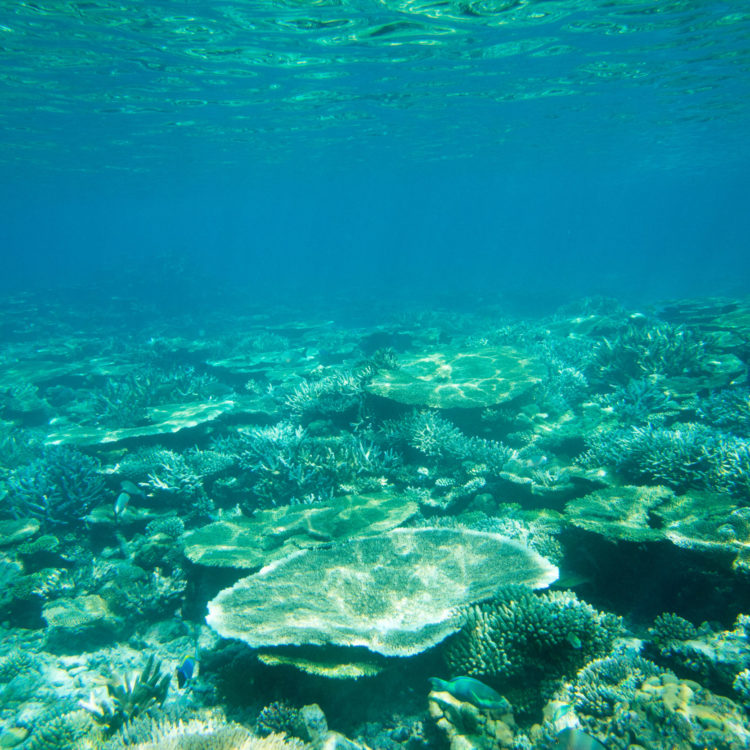 A Turtle Sitting At Corals Under Water Surface A Turtle Sitting At Corals Under Water Surface