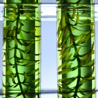Algae Seaweed In Science Experiments, Laboratory Research Algae Seaweed In Science Experiments, Laboratory Research
