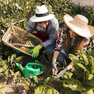 An Overhead View Of Male And Female Gardener Working In The Vegetable Garden An Overhead View Of Male And Female Gardener Working In The Vegetable Garden