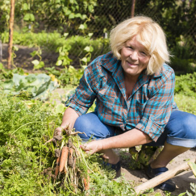 Beautiful Shot Of Old Female Harvesting The Carrots In The Garden Beautiful Shot Of Old Female Harvesting The Carrots In The Garden
