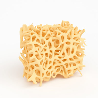 Bone Structure Part Isolated On White Bone Structure Part Isolated On White