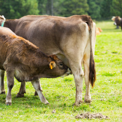 Kuhmilch ist nichts für Menschen Kuhmilch ist nur für Kälber