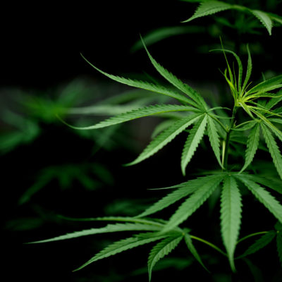 Cannabis Marijuana Leaf Closeup Dark Background. Cannabis Marijuana Leaf Closeup Dark Background.
