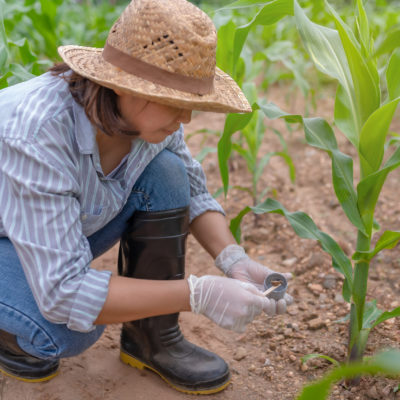 Female Farmer Working At Corn Farmsoil Samples Were Collected To Research For Various Minerals In The Soil Female Farmer Working At Corn Farmsoil Samples Were Collected To Research For Various Minerals In The Soil