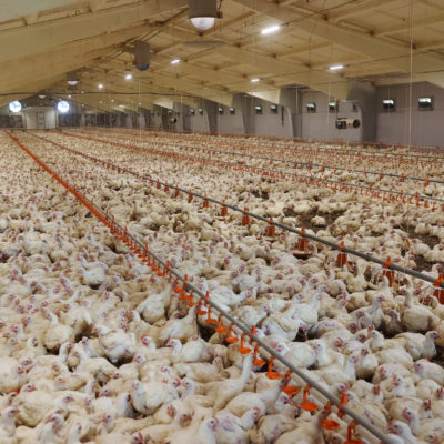 Meat Production Factory Broiler Chickens. Meat Production Factory Broiler Chickens.