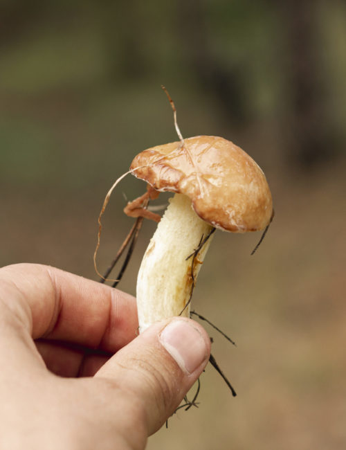 Person Holding Mushroom Close Up Shot Person Holding Mushroom Close Up Shot