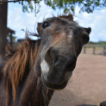 Very Funny Expressions And Faces On An Old Horse Very Funny Expressions And Faces On An Old Horse